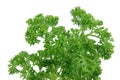 Close up of fresh parsley