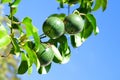 Close up of fresh passion fruit,