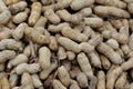 Closeup of fresh peanuts Royalty Free Stock Photo