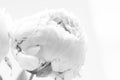 Close-up of fresh peony flowers in black and white Royalty Free Stock Photo