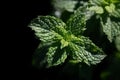 Close-up of fresh peppermint growing outdoors. The mint leaves are photographed from above. There is a dark background on the side Royalty Free Stock Photo