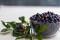 A Close-up of a Fresh Picked Organic Blueberries with some blueberry stems in a Clear Glass Bowl with Copy Space