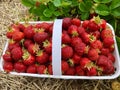 Close up of Fresh picked Strawberries in a basket beside a strawberry plant. Royalty Free Stock Photo