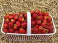 Fresh picked Strawberries in a basket on a straw background Royalty Free Stock Photo