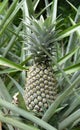 Close up of fresh pineapple (Ananas comosus) tropical plant growing in farm or garden, raw organic fruit Royalty Free Stock Photo