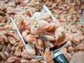 Close up of fresh pink frozen shrimp covered in ice in metal scoop