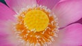 Close up of fresh pink lotus flower Royalty Free Stock Photo
