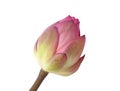 Fresh pink lotus lily bud or Nelumbo nucifera Sacred lotus isolated on white background , macro Royalty Free Stock Photo