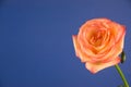 Close up of fresh pink rose bud on blue screen. On the left is copy space. Water drops on a rose flower. Selective focus Royalty Free Stock Photo