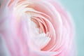 close up of fresh pink rose flower Royalty Free Stock Photo