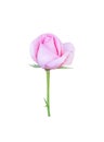 Fresh pink rose flower bud begins blossom isolated on white background and clipping path Royalty Free Stock Photo
