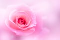 Close up of fresh pink rose flower, Royalty Free Stock Photo