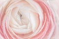 close up of fresh pink rose flower with water drops Royalty Free Stock Photo