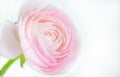 close up of fresh pink rose flower with water drops Royalty Free Stock Photo