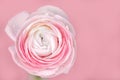 close up of fresh pink rose flower with water drops Royalty Free Stock Photo