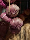 Close Up of Fresh Purple Garlic Royalty Free Stock Photo