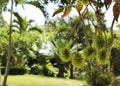 Close up for fresh rambutan fruits on plantation background Royalty Free Stock Photo