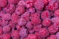 Close-up of fresh raspberries. fruit wallaper. fresh berries Royalty Free Stock Photo