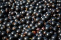 Close up fresh raw black currant Royalty Free Stock Photo