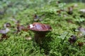 Close up of fresh raw edible forest mushrooms Boletus Edulis or porcini fungus grows in nature, in the coniferous forest in autumn