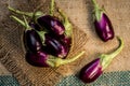 Close up of fresh raw egg plant,Solanum melongena or Brinjal in a traditional basket on gunny background. Royalty Free Stock Photo