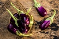 Close up of fresh raw egg plant,Solanum melongena or Brinjal in a traditional basket on gunny background Royalty Free Stock Photo
