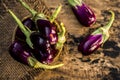 Close up of fresh raw egg plant,Solanum melongena or Brinjal in a traditional basket on gunny background Royalty Free Stock Photo