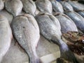 Close-up of fresh raw fish in ice on counter in grocery store Royalty Free Stock Photo