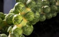 Close-up of Fresh raw organic green brussel sprouts on stalks with Natural sunlight Royalty Free Stock Photo