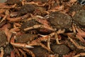 Close-up of fresh raw seafood crabs displayed at a local French fish market . Fresh seafood