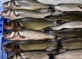 Close-up fresh raw whole sea Lubina fish on ice bed of local store . Royalty Free Stock Photo