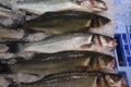 Close-up fresh raw whole sea Lubina fish on ice bed of local store . Royalty Free Stock Photo