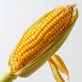 Close Up of Fresh Raw Yellow Corn on the Cob with Green Husk on White Background Royalty Free Stock Photo