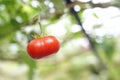 Close up fresh red cherry Tomato fruits Royalty Free Stock Photo