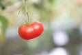 Close up fresh red cherry Tomato fruits Royalty Free Stock Photo