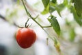 Close up fresh red cherry Tomato fruits Royalty Free Stock Photo