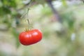 Close up fresh red cherry Tomato fruits Royalty Free Stock Photo