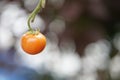 Close up fresh red cherry Tomato fruits Royalty Free Stock Photo