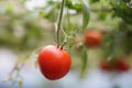 Close up fresh red cherry Tomato fruits Royalty Free Stock Photo