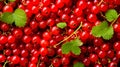 Close up of fresh red currants background. Top view.