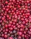 Close up of fresh red lapin cherries in a crate for sale at the local fruit stand Royalty Free Stock Photo