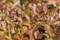 Close up fresh red leaf lettuce organic vegetable in cultivation farm. Royalty Free Stock Photo