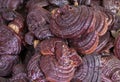 Close-up of fresh red Lingzhi mushroom from organic farm Royalty Free Stock Photo