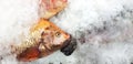 Close up fresh red or orange tilapia fish freezing on ice with copy space at fish market Royalty Free Stock Photo