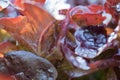 Close up of fresh red radicchio chicory leaves in homegrown garden in sunlight