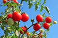 Close up of fresh red ripe tomatoes growing in the vegetable garden with beautiful blue sky background Royalty Free Stock Photo