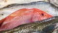 Red Snapper fish. Royalty Free Stock Photo