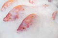 Close-up fresh red tilapia fish in ice bucket Royalty Free Stock Photo