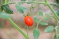 Close up of fresh red tomato still on tree plant Royalty Free Stock Photo