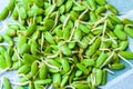Close Up Fresh Riang Parkia Seeds